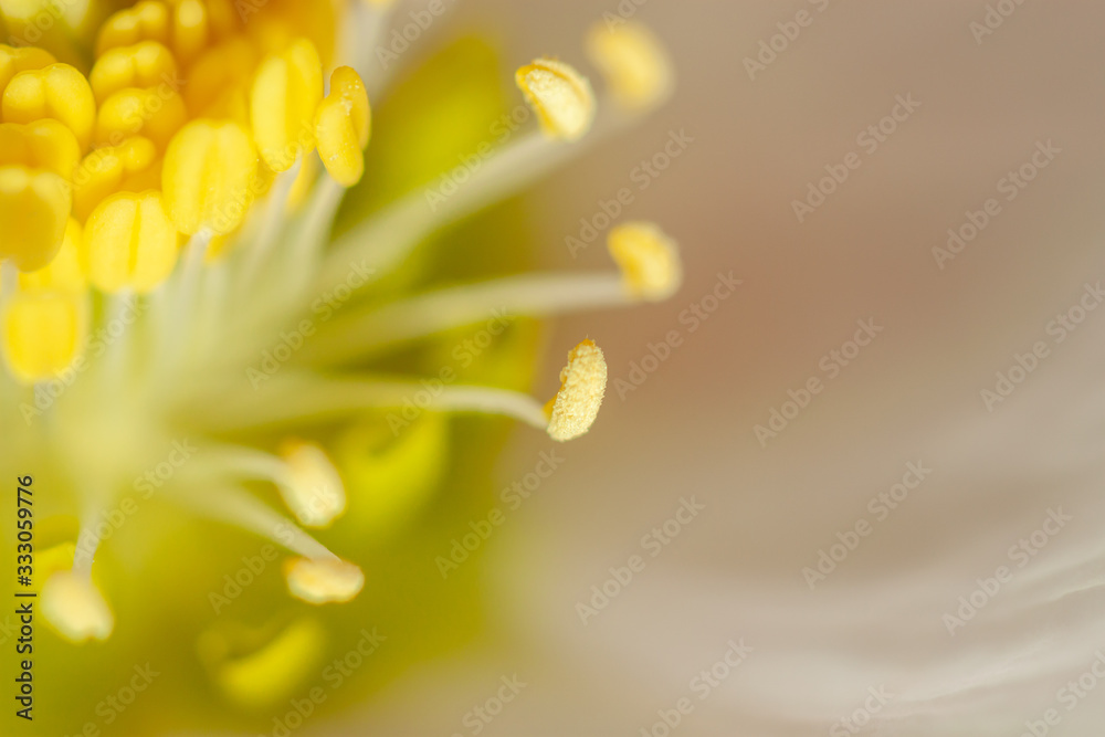 beautiful forest flower blossom macro closeup beautiful forest flower blossom macro closeup