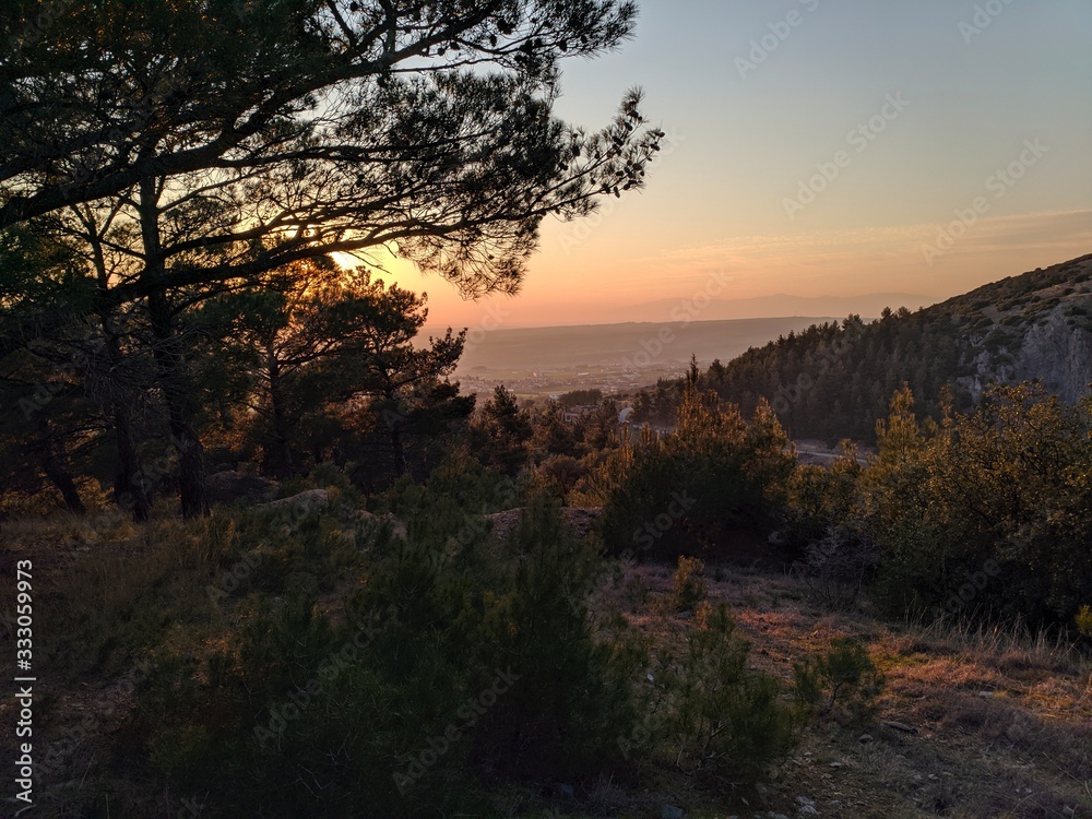 sunset in the forest