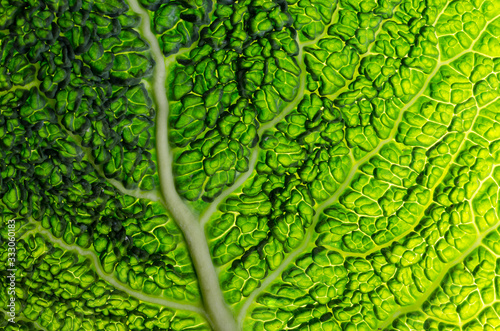 Close up savoy cabbage leaves. Patterned surface of cabbage leaves. photo