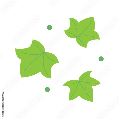 Green leaves ivy isolated on white background