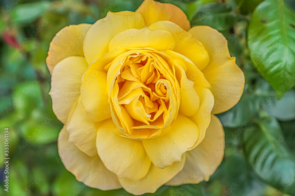 Closeup above view of a yellow rose in garden with shallow depth of field background. Closeup above view of a yellow rose in garden with shallow depth of field background.