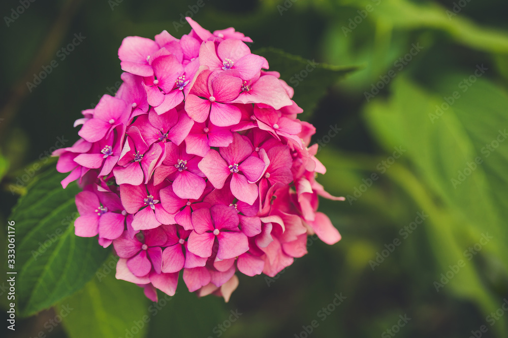 Blooming pink hydrangea or hortensia background. Spring or summer garden. Close up, selective focus, copy space Blooming pink hydrangea or hortensia background. Spring or summer garden. Close up, selective focus, copy space