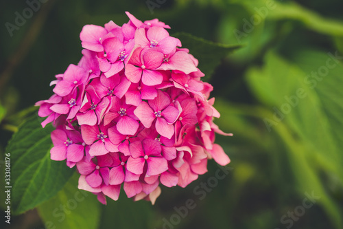 Blooming pink hydrangea or hortensia background. Spring or summer garden. Close up  selective focus  copy space