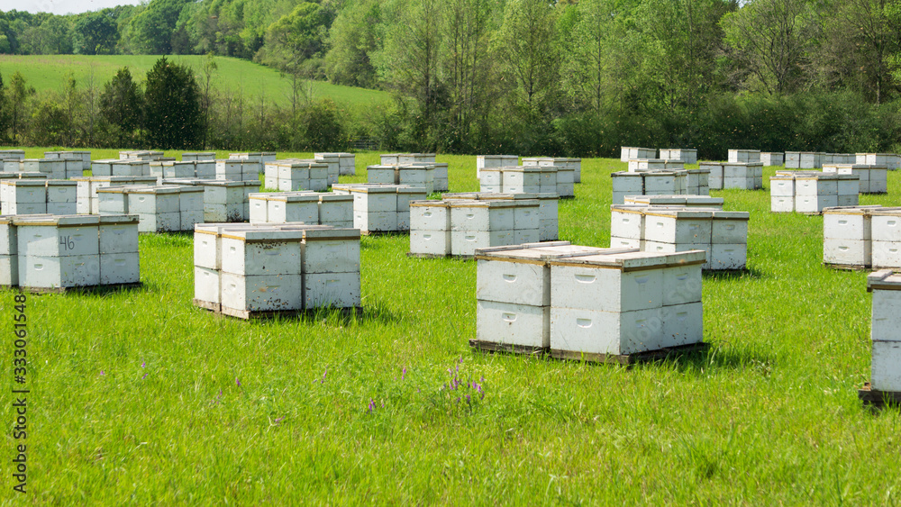 Honey Bee Boxes in Field Honey Bee Boxes in Field