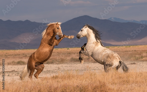 Onaqui Wild horse duel