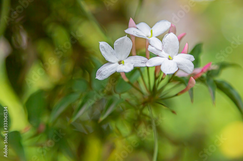 Closeup photo of three white star jasmine flowers at the end of a branch with green bokeh in background.