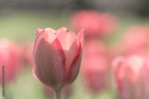 Beautiful Tulips on a Spring Afternoon