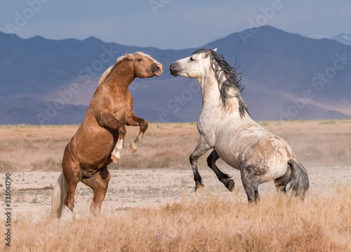 Onaqui Wild horse herd