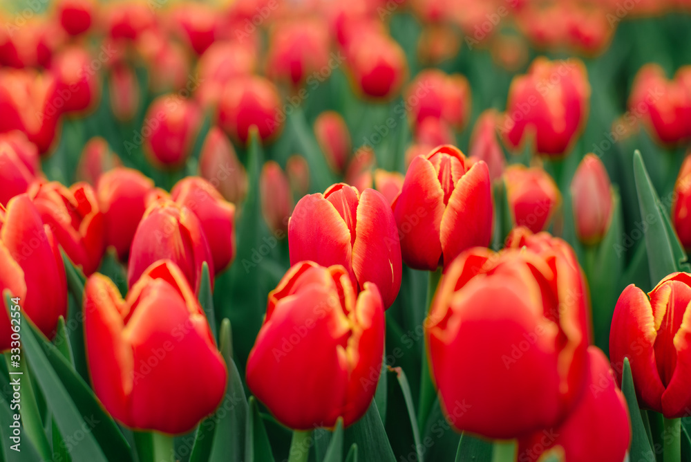 A lot of blooming buds of red tulips, close-up. A lot of blooming buds of red tulips, close-up.