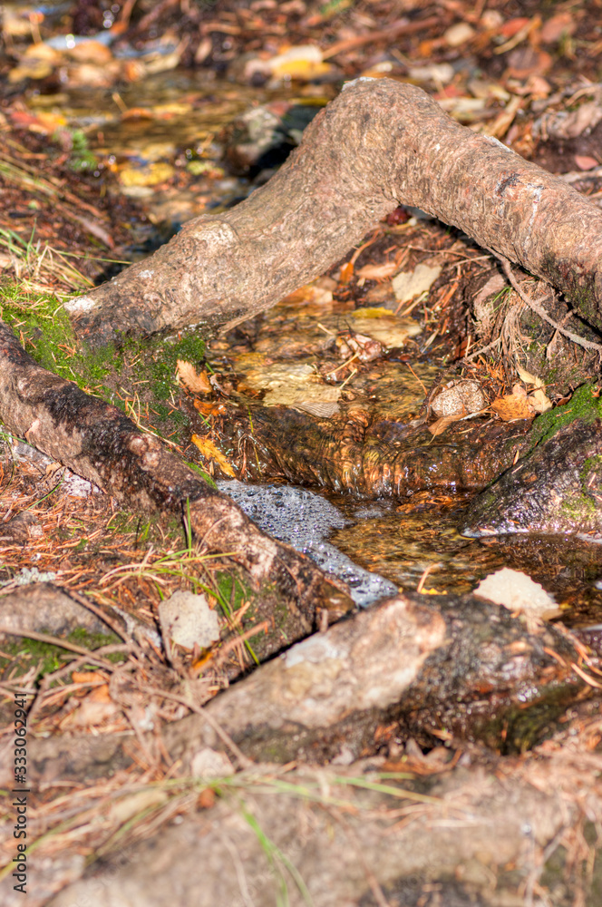 Fototapeta premium stream in the woods