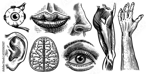 Anatomy of human bones and muscles set. Organ systems. Body and Thorax and pelvis, heart and brain, eye and spine, sensory cortex collection. Leg and arm. Hand drawn engraved biology illustration.