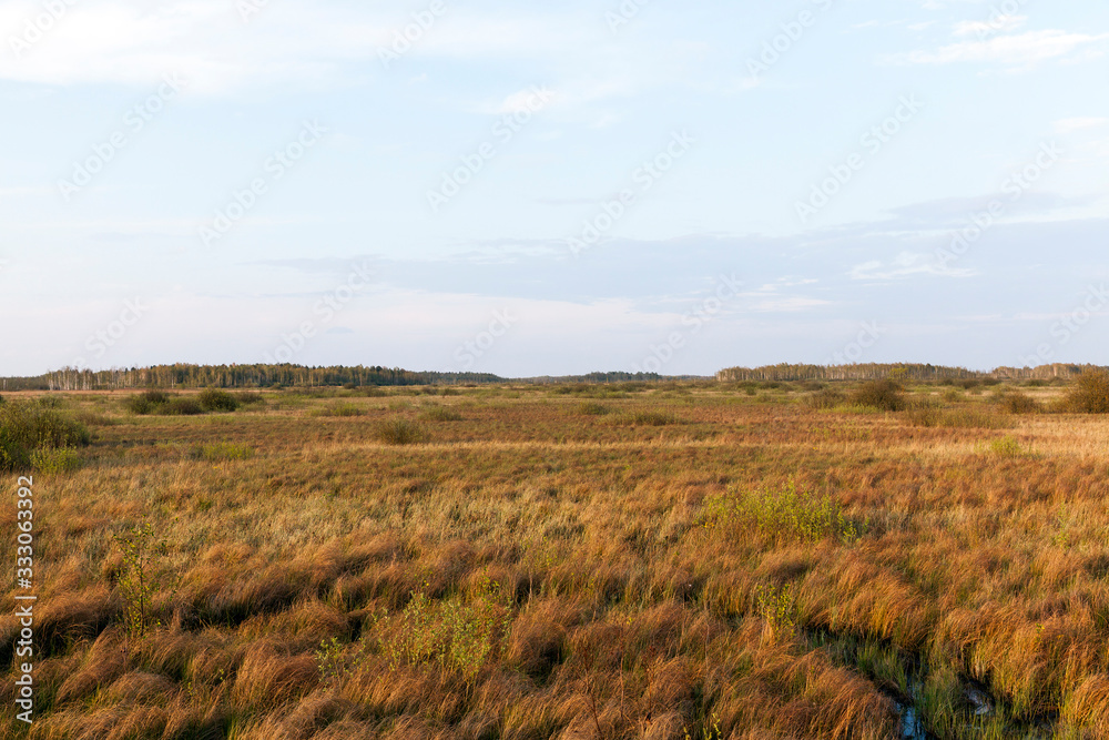 swamp and yellow grass