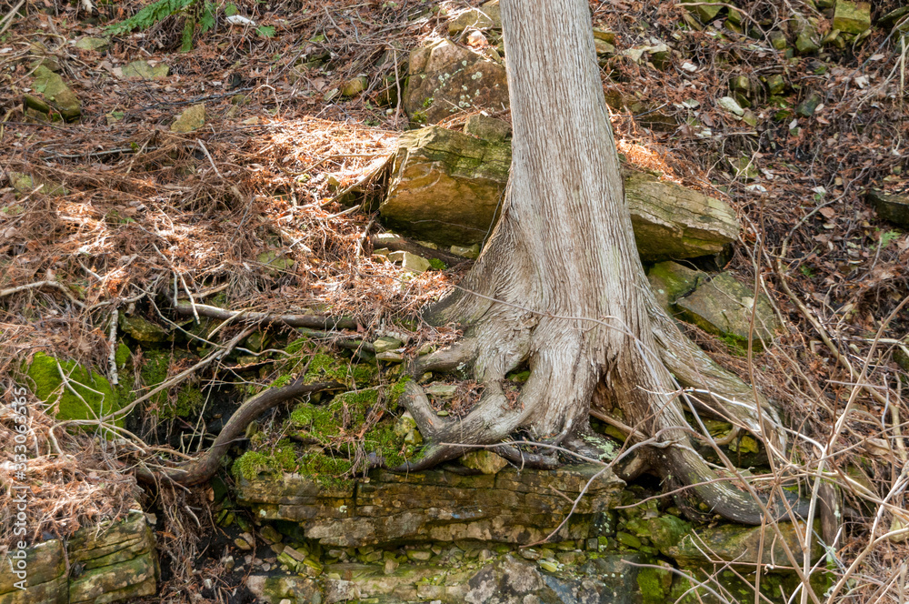 Cedar trees growing in Niagara Escarpment dolomite rocks.