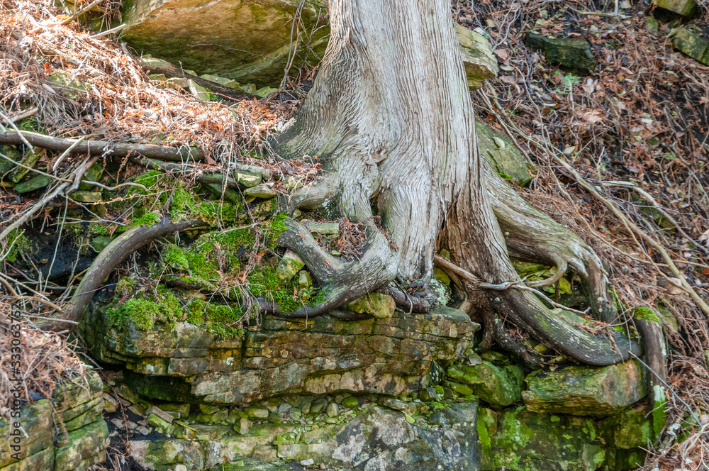 Cedar trees growing in Niagara Escarpment dolomite rocks. Cedar trees growing in Niagara Escarpment dolomite rocks.