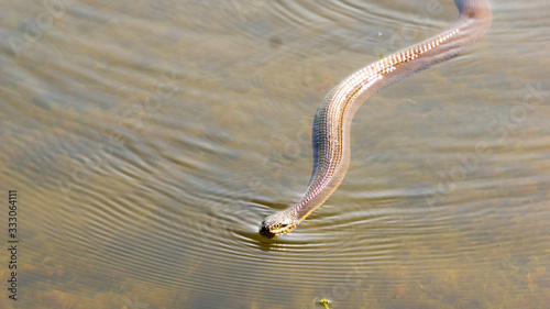 Water Mocassin Snake in Lake