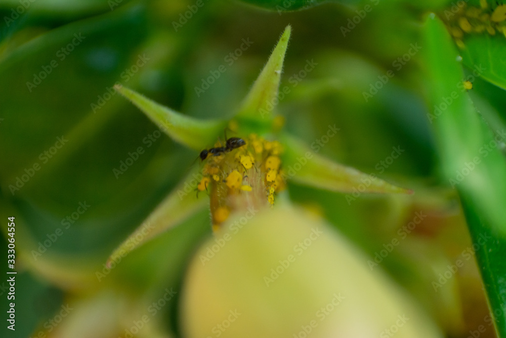 Fototapeta premium insecto 