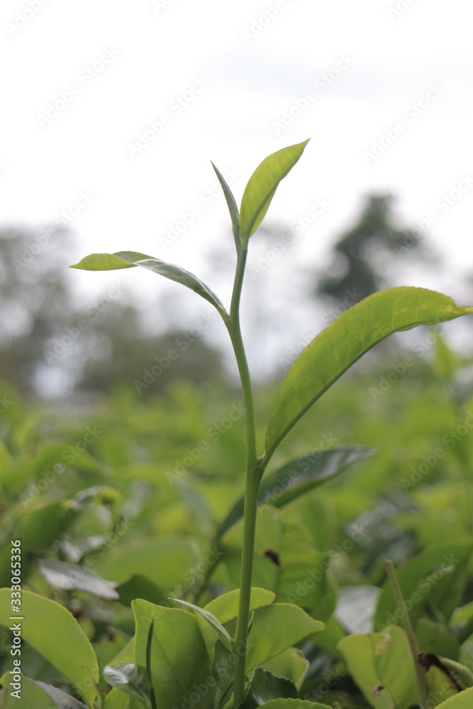 Tea leaves that have not been picked and are still green