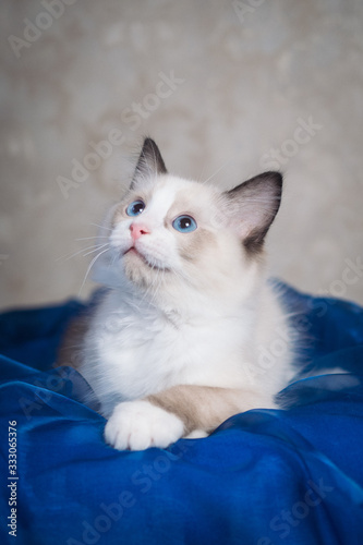 ragdoll  cat kitten cat breed rag doll cute ragdollcat
