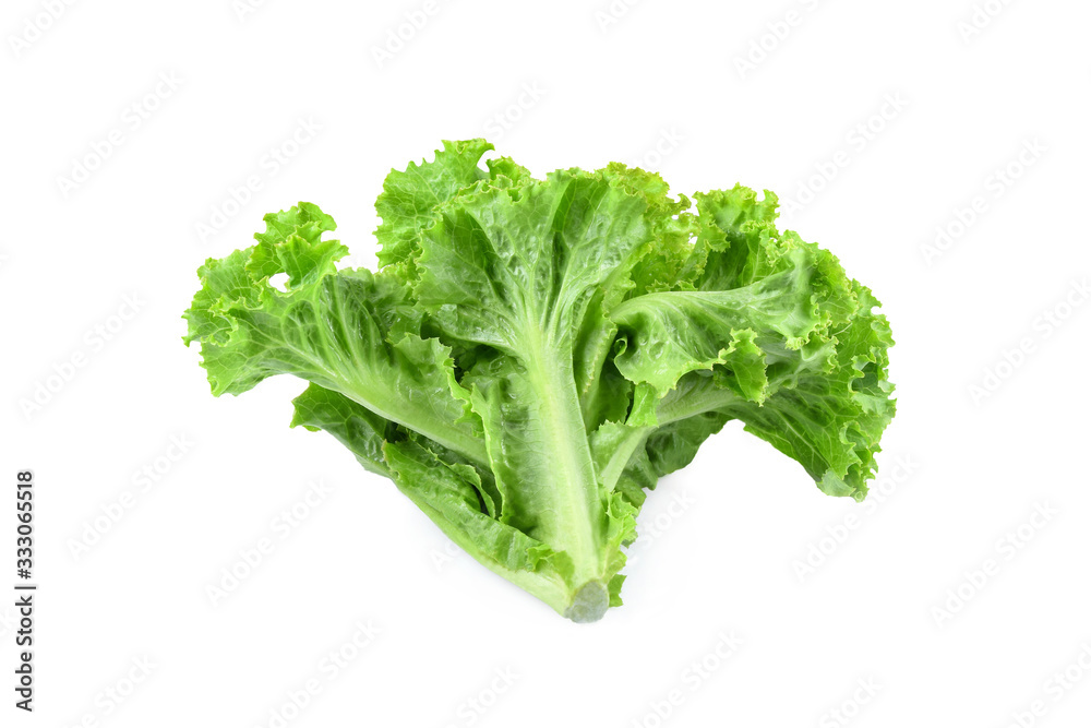 Salad leaf Lettuce isolated on white background Salad leaf Lettuce isolated on white background