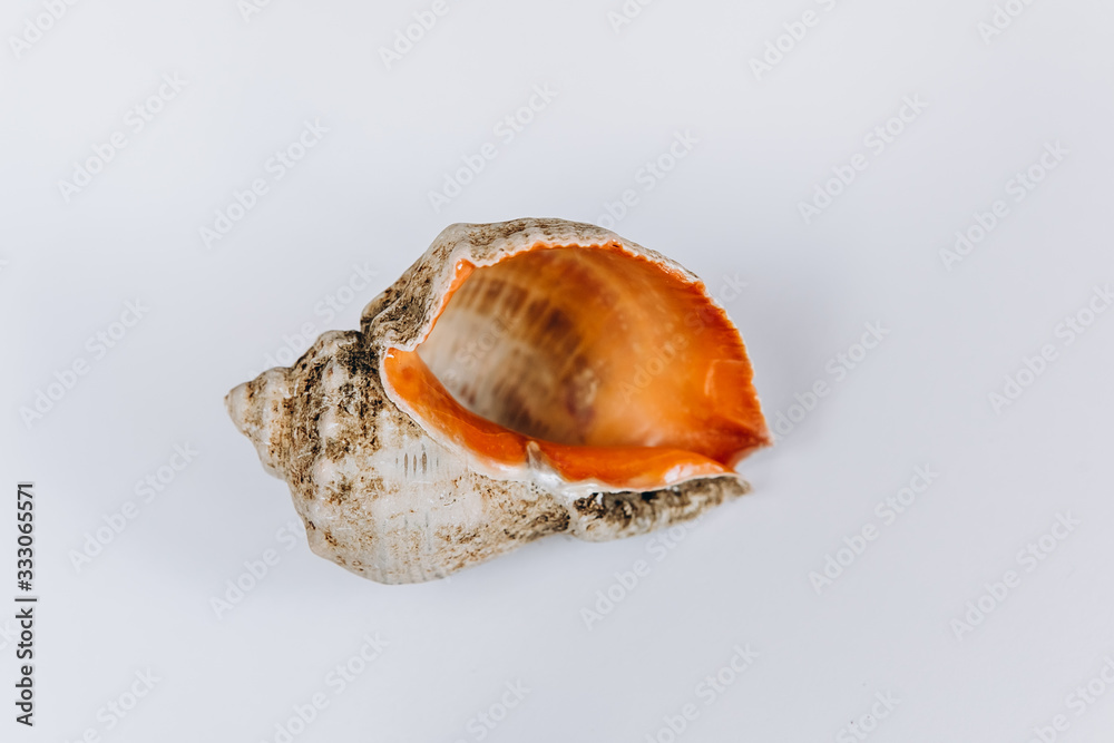 Sea shell on a white background. Ocean, macro. Marine life and sea creatures concept
