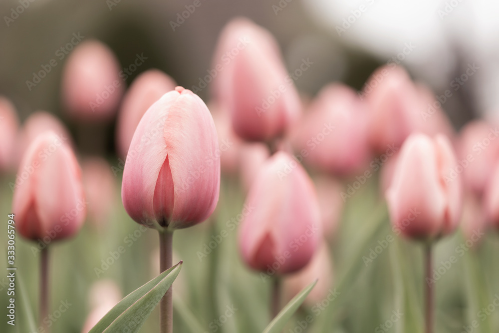 Fototapeta premium Beautiful Tulips on a Spring Afternoon