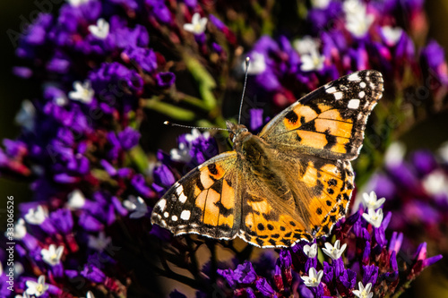 Painted Lady Butterfly