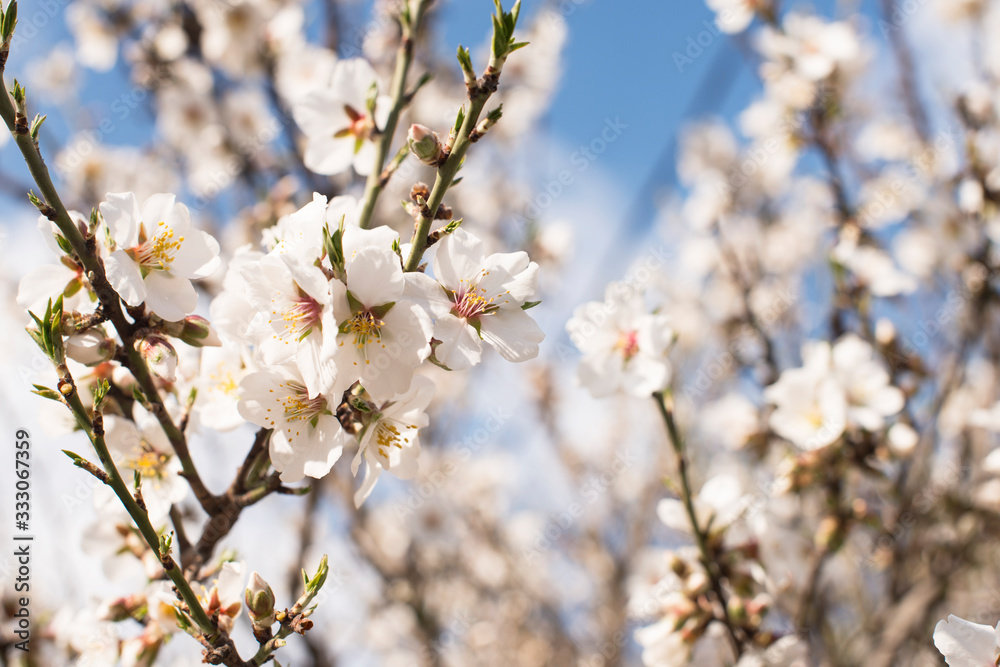 Branch with white flowers on a fruit tree - spring flowering of trees. spring background, floral texture: cherry blossom. wallpaper Springtime Branch with white flowers on a fruit tree - spring flowering of trees. spring background, floral texture: cherry blossom. wallpaper Springtime