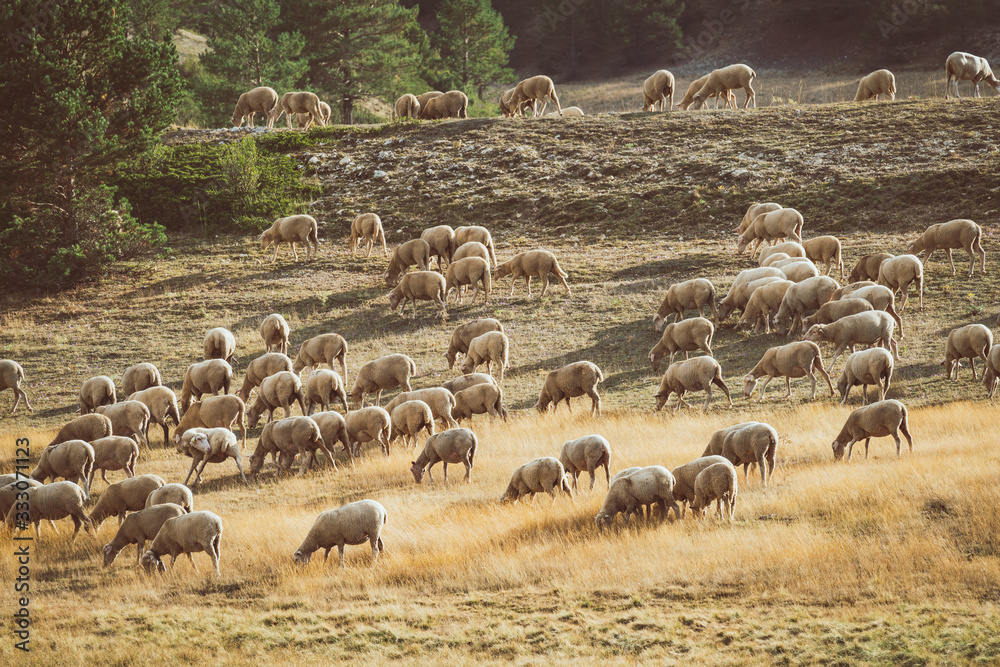 Flock of sheeps grazing in the field