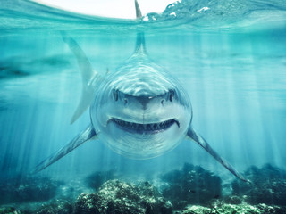 Plexiglas schilderij Collecties A predator great white shark swimming in the ocean coral reef shallows just below the water line closing in on its victim . 3d rendering with god rays  © Digital Storm