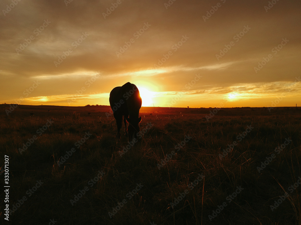 horse at sunset