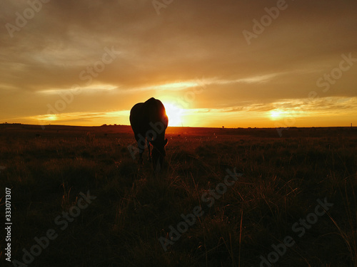 Fototapeta Naklejka Na Ścianę i Meble -  horse at sunset