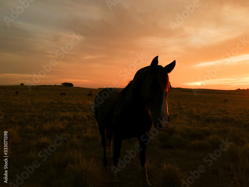 horse at sunset © DanielViero