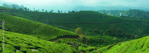 Panoramic beautiful tea plantations in hills near Munnar, Kerala, India.