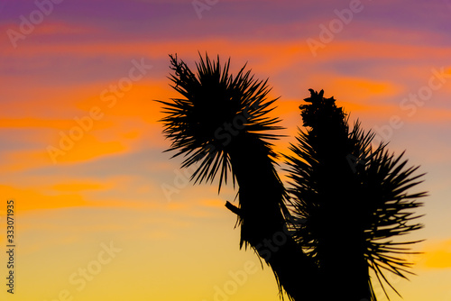 Iconic flora with pink  orange and purple sunset in Joshua Tree National Park  California.  Silhouette pastel landscape in desert of parks in summertime road trip  camping  wilderness area.
