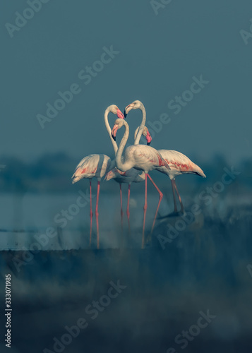 Portait fo greater flamingos in a modern art look