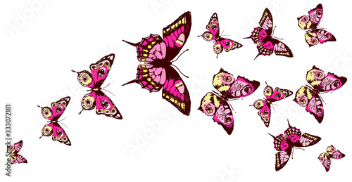 butterfly482