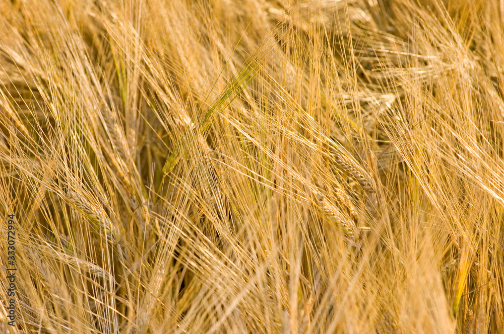 Fototapeta premium field of wheat