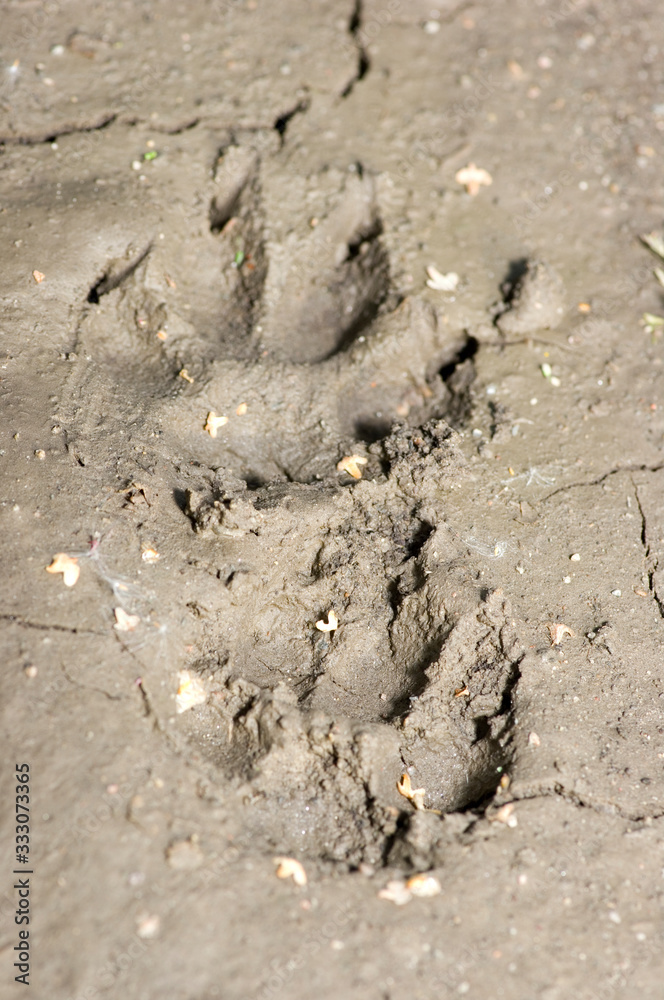 footprint on the beach footprint on the beach