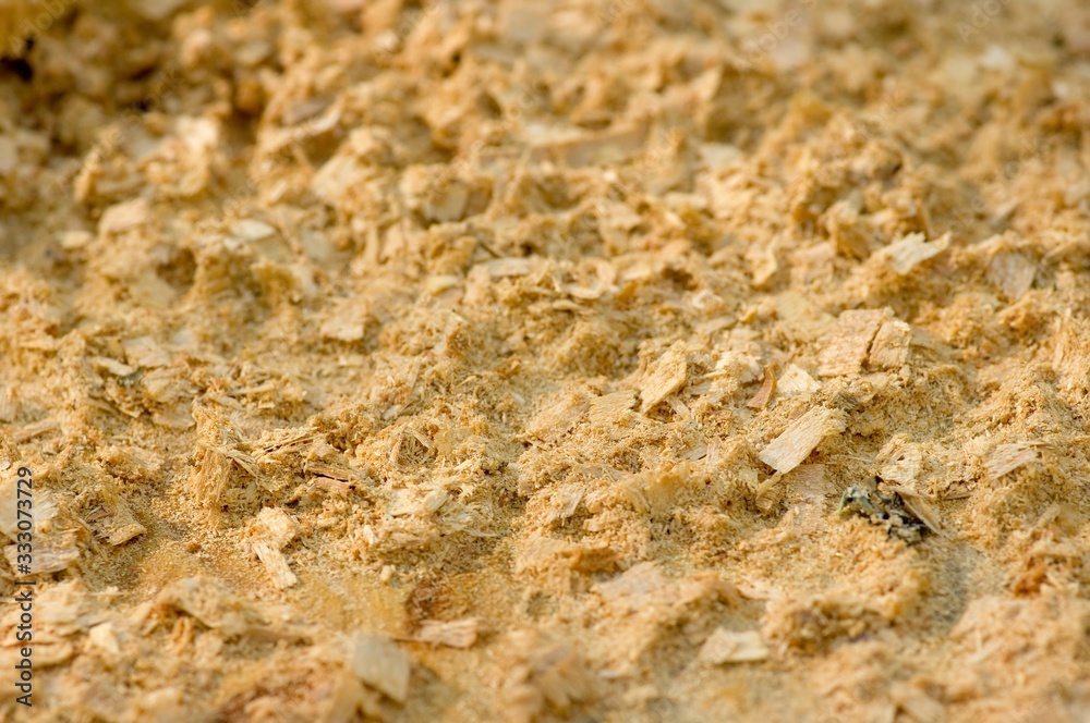 bark of a tree