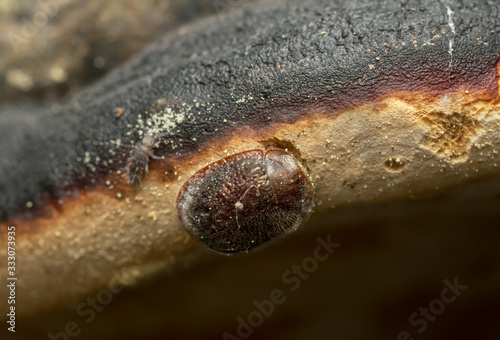 Thymalus limbatus feeding on polypore, a springtail can be seen in the photo. photo