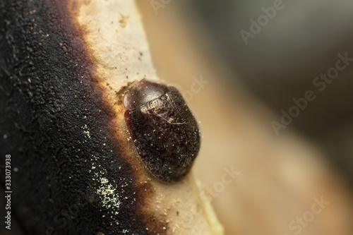 Thymalus limbatus feeding on polypore photo