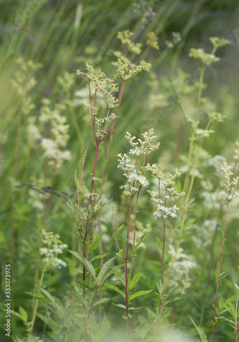 Blossoming meadowsweet, Filipendula ulmaria in natural environment photo