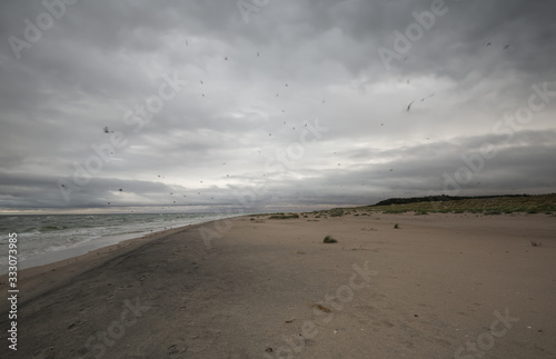 Seagulls at the coastline in late afternoon photographed with long exposure