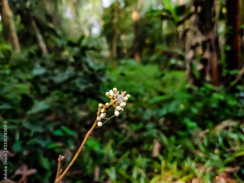 Glycosmis is a genus of flowering plants in the citrus family, Rutaceae and tride Clauseneae. Glycosmis is a genus of flowering plants in the citrus family, Rutaceae and tride Clauseneae.