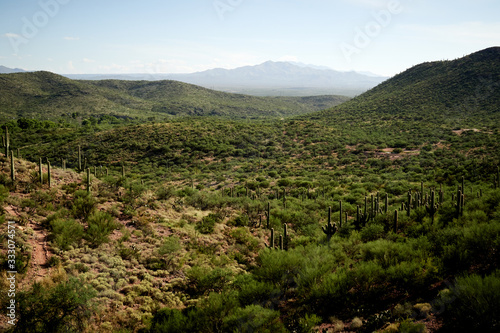 Saguaro Cacti in a Valley of Rolling Hills