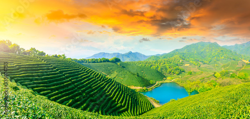 Green tea mountain at sunset,tea plantation background. © ABCDstock