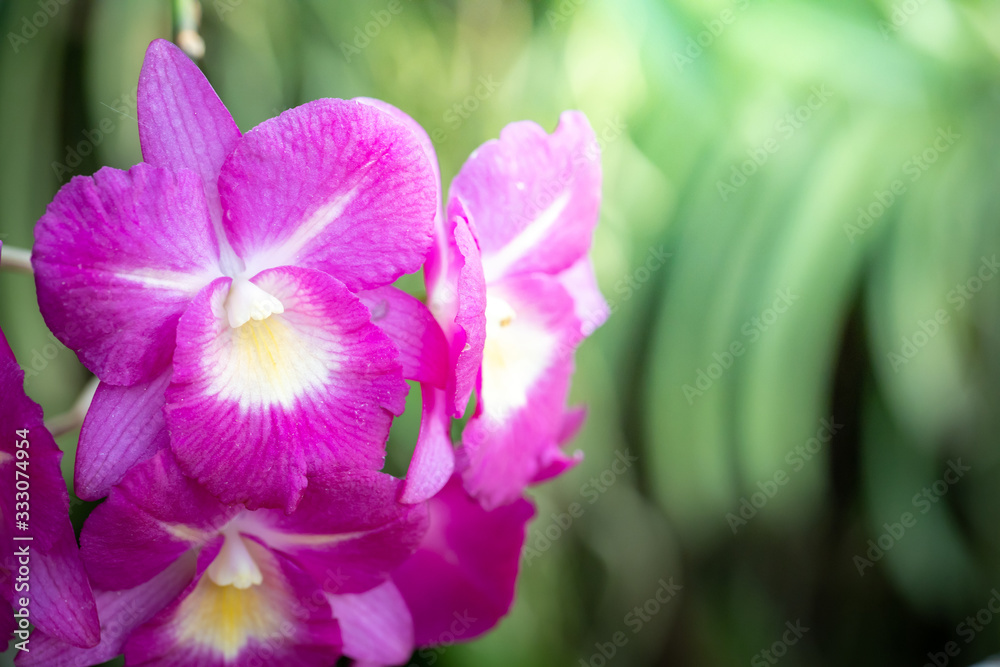 Beautiful blooming orchids in forest Beautiful blooming orchids in forest