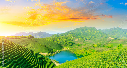 Green tea mountain at sunset,tea plantation background.