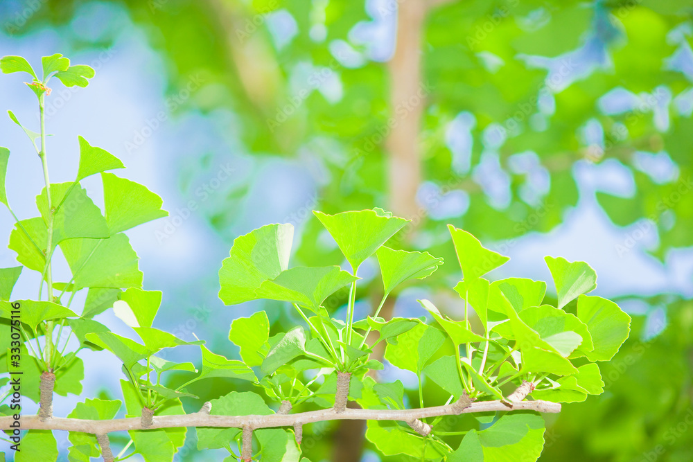 Obraz premium 銀杏の葉の新緑 