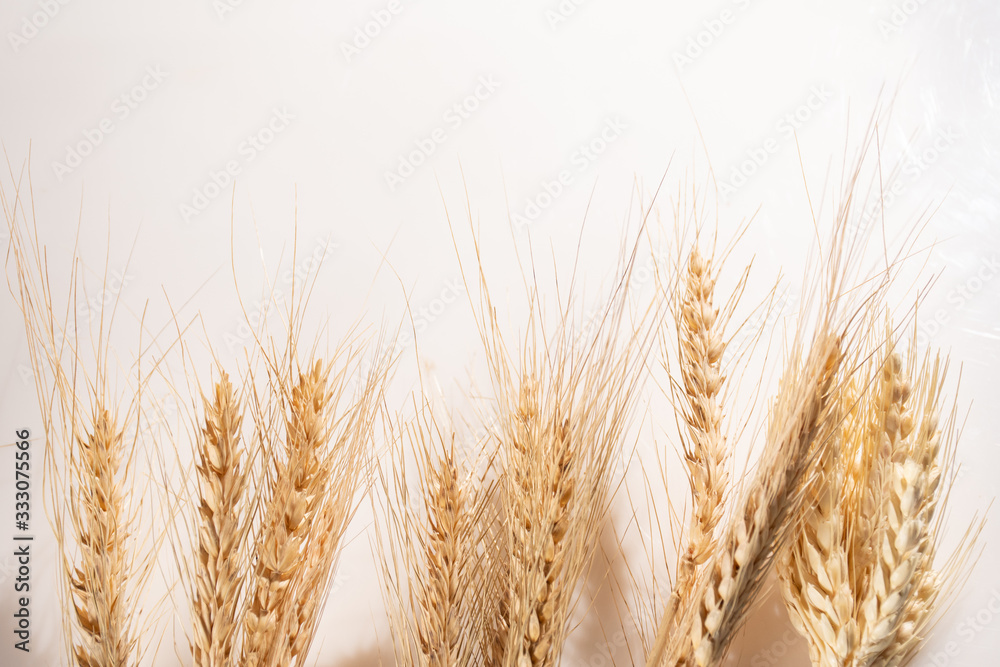 Sefas of wheat isolated on white background Sefas of wheat isolated on white background